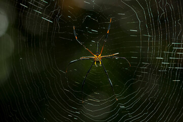 spider on web