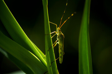 Insecta on Leaf
