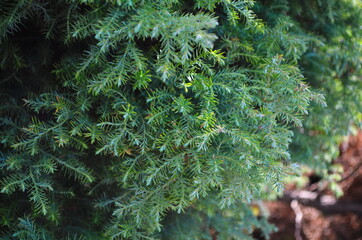 Fototapeta na wymiar Green thuja tree branches background. Natural needles backdrop, bright evergreen texture