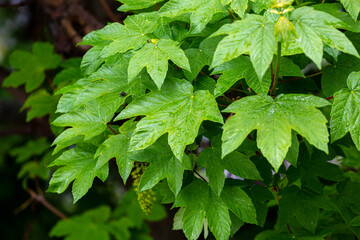 Fototapeta na wymiar Wet green leaves in spring
