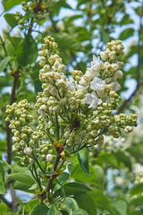 Syringa vulgaris