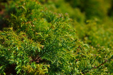 Green thuja tree branches background. Natural needles backdrop, bright evergreen texture
