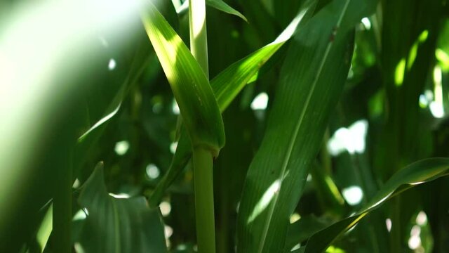 corn field. Corn Field Blowing by the Wind.  Corn in the sun. Corn Maize Agriculture Nature Field