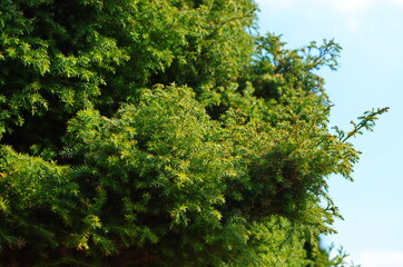 Green thuja tree branches background. Natural needles backdrop, bright evergreen texture