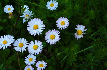 daisies, flowers in a green meadow - spring, bellis perennis, © maria