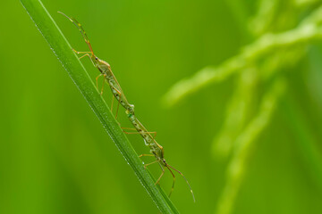 Insecta on Leaf