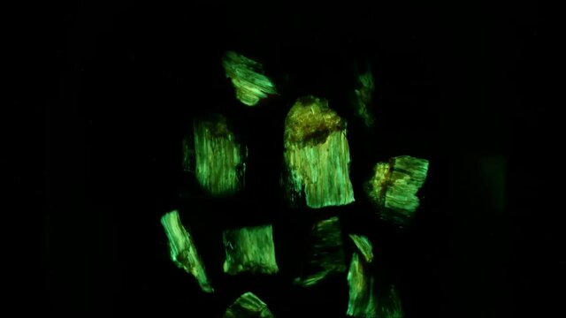 Bioluminescent glow of oak wood with armillaria mellea fungus. Bioluminescence created by some species of fungi present in decaying wood.