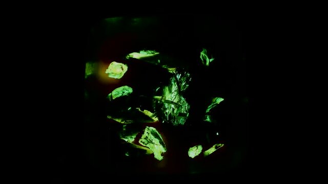 Bioluminescent glow of oak wood with armillaria mellea fungus. Bioluminescence created by some species of fungi present in decaying wood.