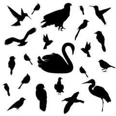 Birds silhouette Vector Illustration Design