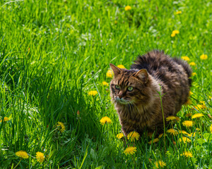 Naklejka na ściany i meble Forest cat walks through a meadow covered with green grass and flowering dandelions on a sunny day.