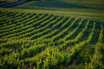 Sunset landscape bordeaux wineyard france, europe Nature