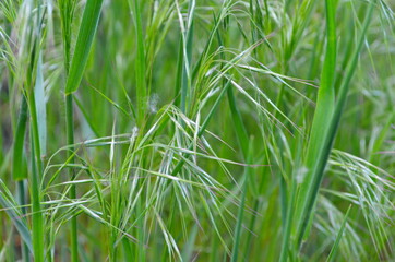 Drooping brome or cheat grass, Bromus tectorum, growing on meadows