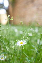 White daisy flower in bloom on a uncultivated green flower bed garden