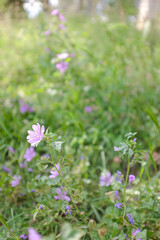 Purple flowers in bloom on a green grass flower bed garden
