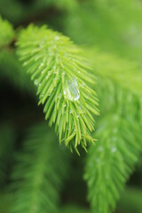close up of a pine needles