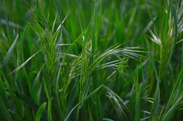 Drooping brome or cheat grass, Bromus tectorum, growing on meadows