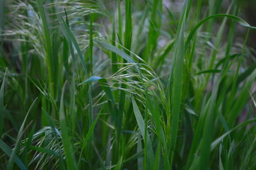 Drooping brome or cheat grass, Bromus tectorum, growing on meadows