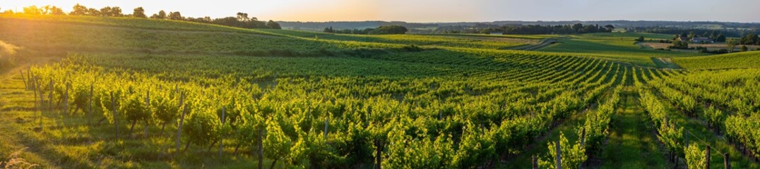 Fototapeta na wymiar Sunset landscape bordeaux wineyard france, europe Nature