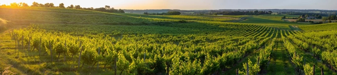 Gordijnen Sunset landscape bordeaux wineyard france, europe Nature © FreeProd
