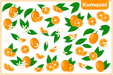 Set of vector cartoon illustrations with whole, half, cut slice Kumquat exotic fruits, flowers and leaves isolated on white background