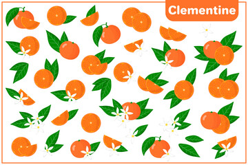 Set of vector cartoon illustrations with whole, half, cut slice Clementine exotic fruits, flowers and leaves isolated on white background.