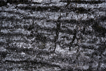 bark on the forest log