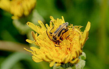 A bright beetle in pollen sits on a yellow dandelion