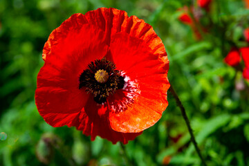 red poppy flower in poppy bush and grass