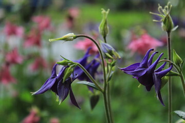 purple flowers in the garden