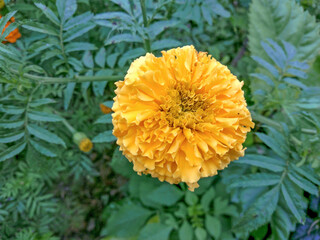 Mexican Marie gold yellow color flower. It is mainly a winter season flower. this is a picture of a Marie gold flower