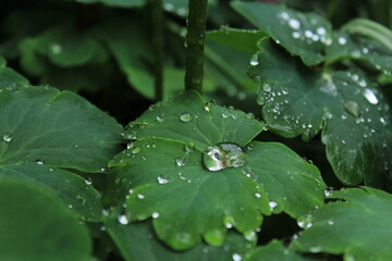water drops on a leaf