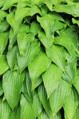 green leaves background