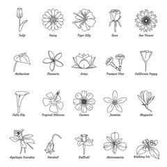 Set of flowers