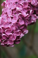 close up of a pink hydrangea flower