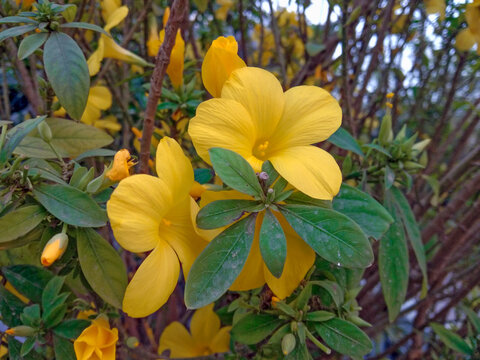 A beautiful Damiana yellow flowers on a home garden close-up shot