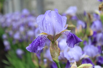 purple iris flower