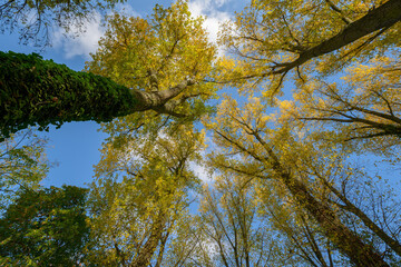 Baumkronen gen Himmel Fotografiert. Treetops towards the sky Photographed