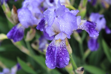 purple iris flower