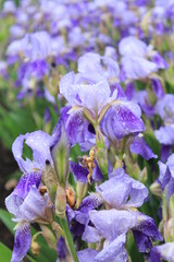 violet flowers in the garden