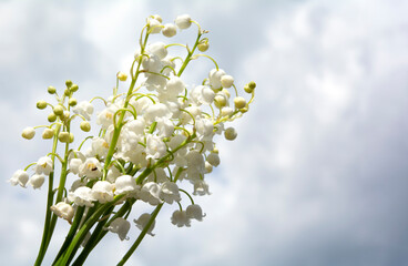 lilies of the valley against a blue sky with clouds.close-up