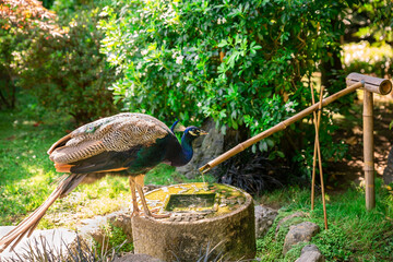 Peacock in holland Park