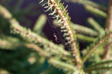 Close up of a little spider on a web