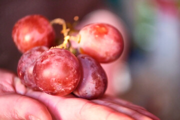 big grapes in the palm of your hand on vine background
