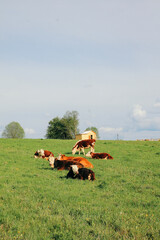 A cow and a calf graze on a green pasture in summer