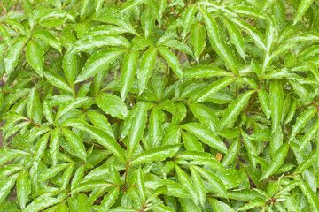 raindrops on wet leaves