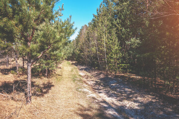 Fototapeta na wymiar Dirt road in pine wood on a sunny day