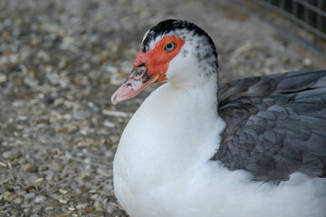 white and black duck sits on the sand,in side view, with shadow