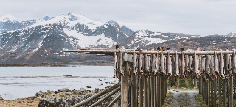 Trockenfisch Images Browse 3 Stock Photos, Vectors, and Video Adobe