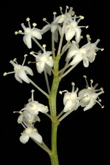 Fototapeta na wymiar May Lily (Maianthemum bifolium). Inflorescence Closeup
