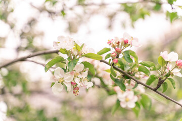 Apple tree flowers close up. blurred background, selective focus